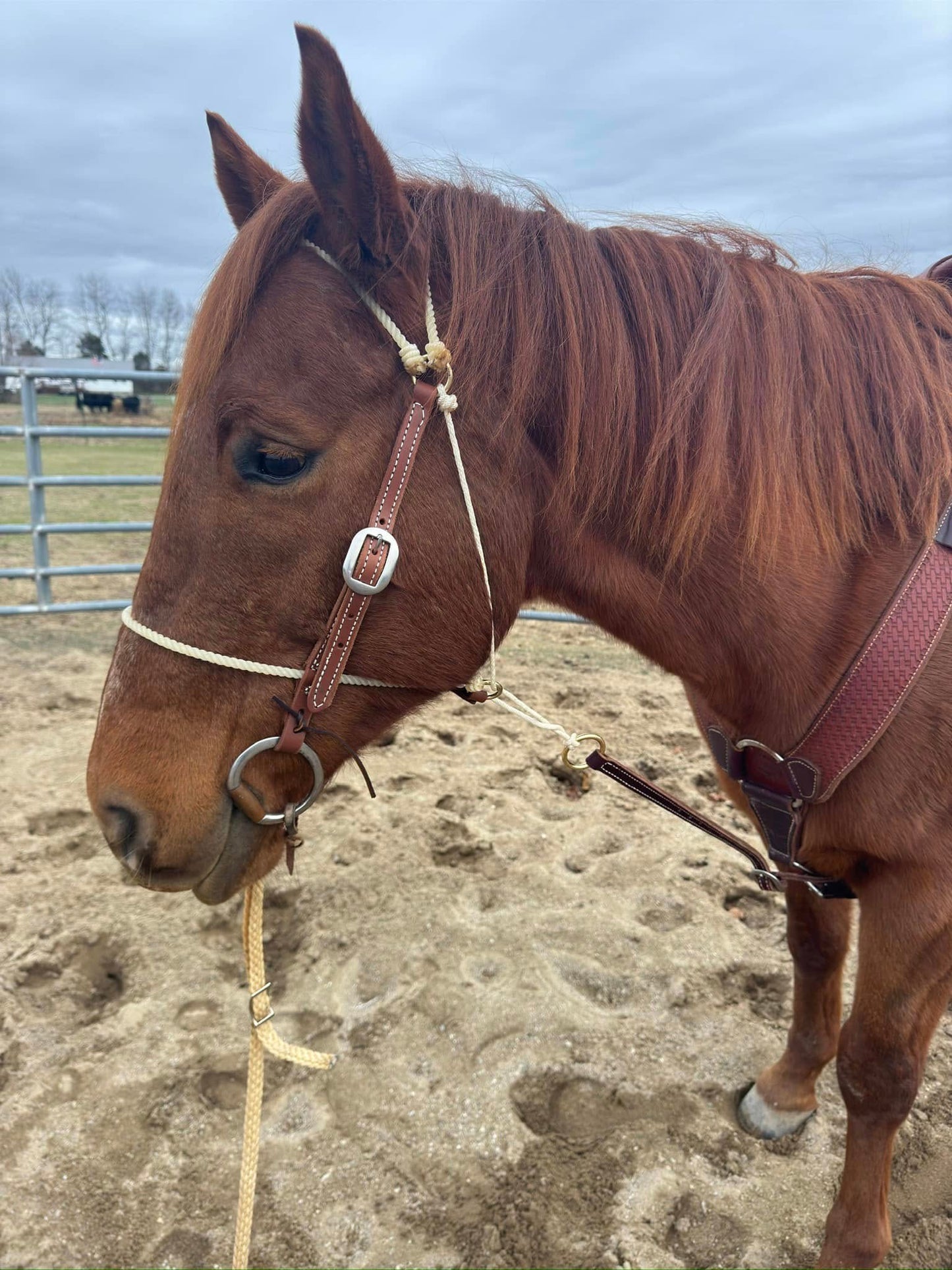 HR “Game Stopper” combo headstall with tie down strap 
