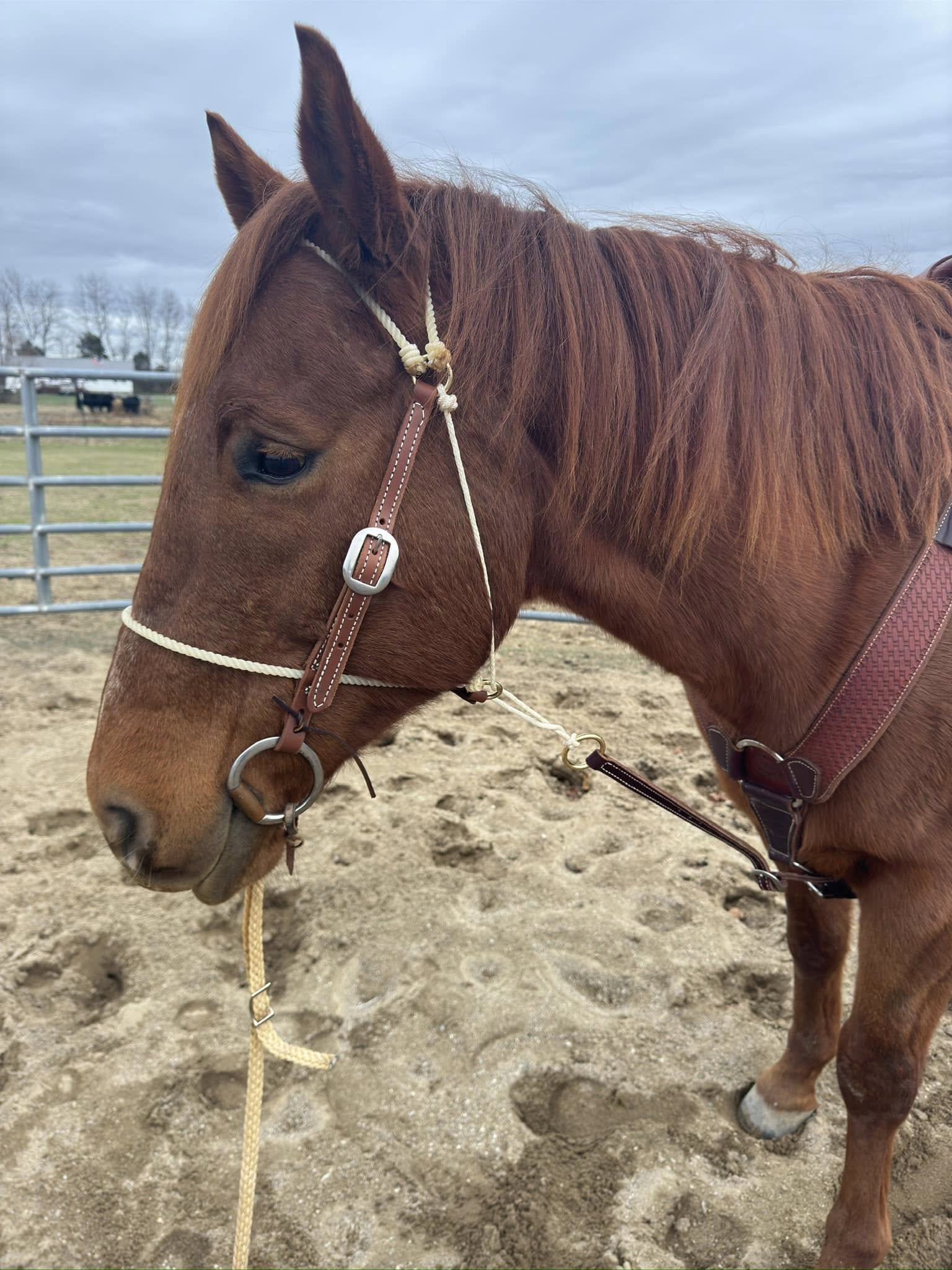 HR “Game Stopper” combo headstall with tie down strap 