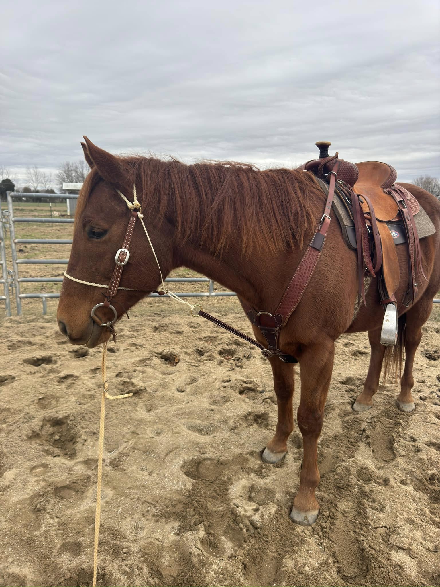 HR “Game Stopper” combo headstall with tie down strap 